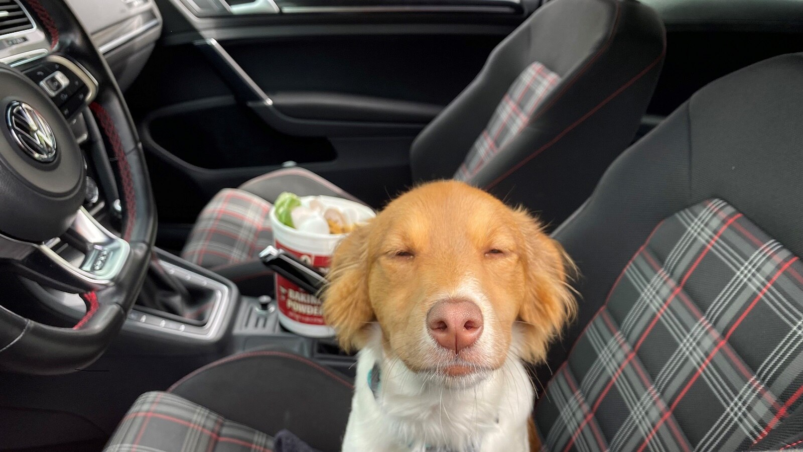 Dog Reacting to Smelly Car Interior